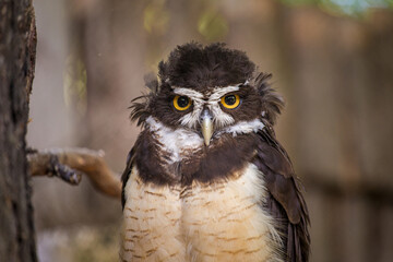 spectacled owl portrait in nature