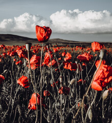 poppy field in the summer