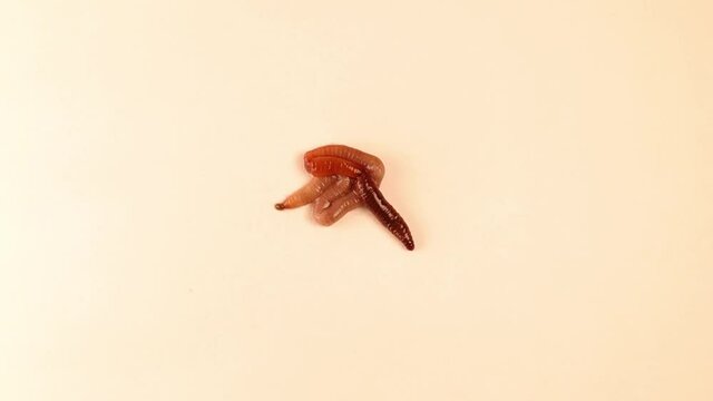 Earthworm isolated on a white background.
It's also called red worm Dendrobaena.
Earth worm live bait for fishing.
Earthworms, insects, insect.
Bugs, bug.
Animals, animal.
Garden, agriculture, farm