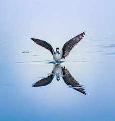 Black winged stilt or common stilt comes in for a landing