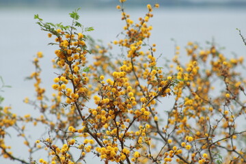 yellow flowers on blue sky background