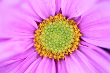 Obraz premium close up of a pink flower