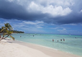 beach with palm trees