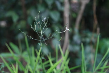 grass flower with leaves, micro flower green