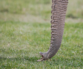 Extreme close up of elephant's trunk