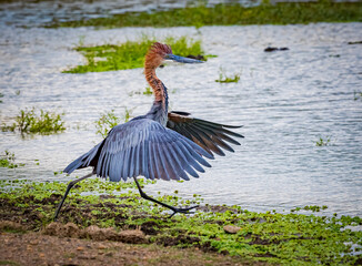 goliath heron runs away from annoying shorebird
