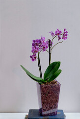 Multiflora purple phalenopsis orchid in transperent plastic flower pot on white background