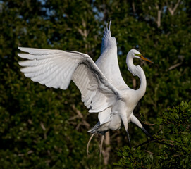 Great egret with wings spread wide as he comes in for a landing