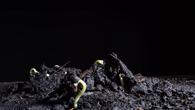 Footage B roll timelapse Growing plants. Sprouts germination newborn pea plants. Time lapse organic pea plants growing up through fertile. Success new life like investment concept.