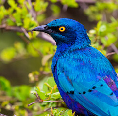 red-shouldered starling in glorious blue color sits on branch in Kenya