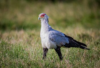 Secretary bird walks through high grass in Samburu, Kenya