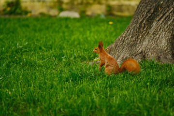 Red squirrel portrait in city park. Cute tree squirrel sitting on green grass.