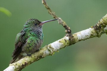 Fototapeta premium hummingbird on a branch 