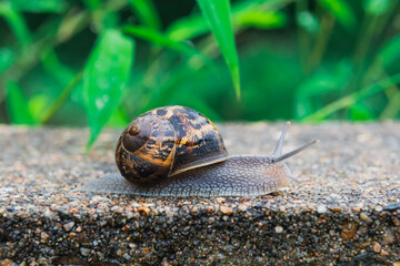Snail crawling on a wall