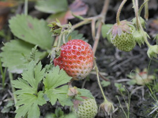 strawberries in the garden