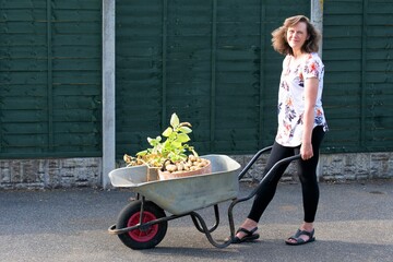 Woman with wheelbarrow of home grown potatoes.