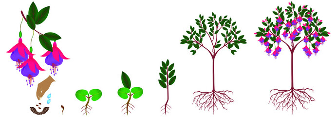 Cycle of growth of a fuchsia plant from seeds on a white background.