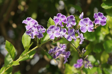 Obraz premium Vanillier de Cayenne (Duranta erecta)