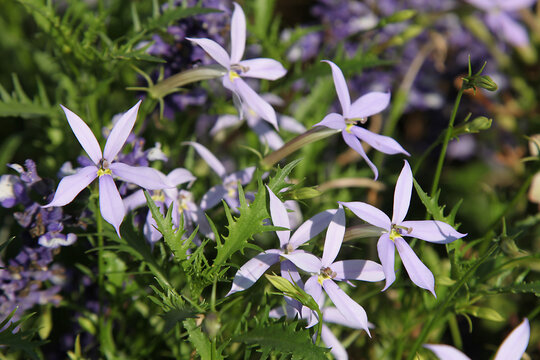 Isotoma Axillaris Lindl