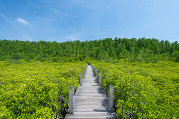 mangrove forest