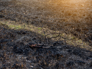 Burned grass. A field with burnt grass. Intentional arson. The d