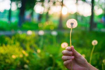 hand holding dandelion