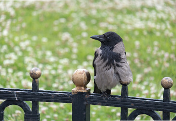 crow perched on metal fence, green background,