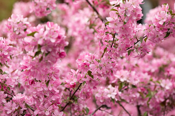 pink cherry blossom in spring