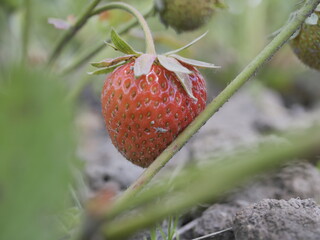 close up of strawberry