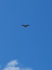 Fototapeta premium Raptor flys in front of blue sky