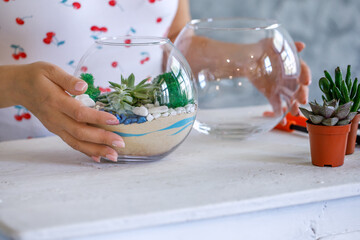 A florist is working on a terrarium with succulents and cacti. Home interior decor with fresh...