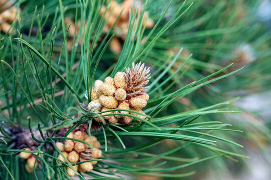 Red Pine buds