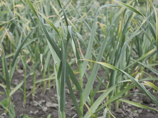 Fototapeta premium green field
