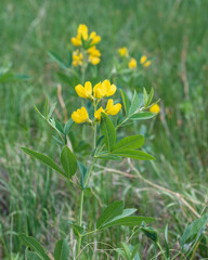 Spreadfruit goldenbanner pea flowers