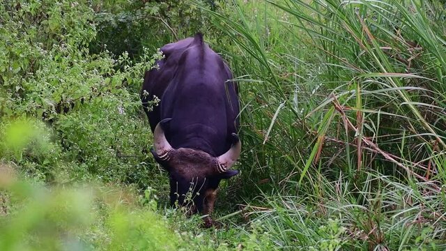 Gaur, Bos Gaurus, Kui Buri National Park, Thailand; seen grazing in between tall grass and then moves forward lifting its head to continue feeding while its tail waves around to keep insects away.