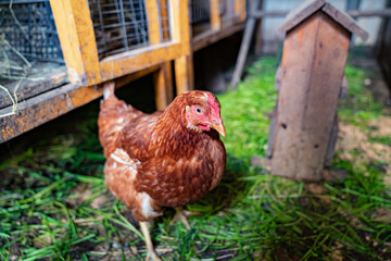 red hens in the chicken coop. a barn for poultry on the farm.