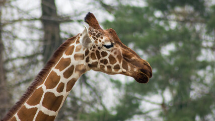 Giraffe face
