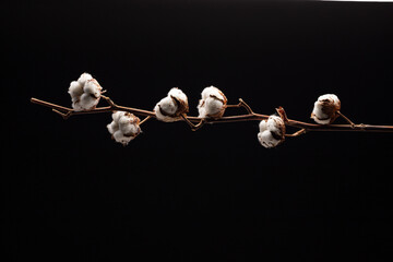 cotton branch