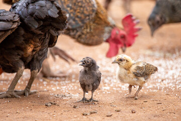 Close-up native chicks in Thailand are eating on the ground. Thai people raise chickens by sowing rice on the ground. Gamecocks are often raised for sports.
