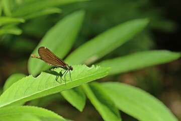 Weibliche Blaufl&uuml;gel-Prachtlibelle (Calopteryx virgo) auf  Zwergholunder