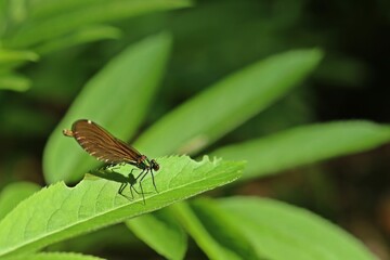 Weibliche Blauflügel-Prachtlibelle (Calopteryx virgo) auf  Zwergholunder
