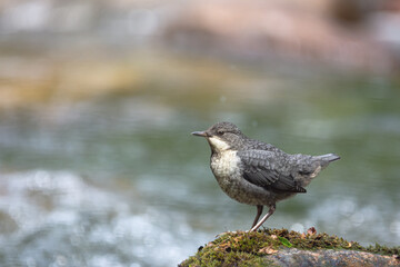 Young white-throated dipper on a rock in the mountain river