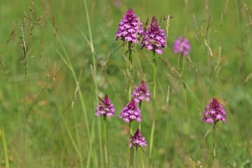 Pyramiden-Hundswurz (Anacamptis pyramidalis)