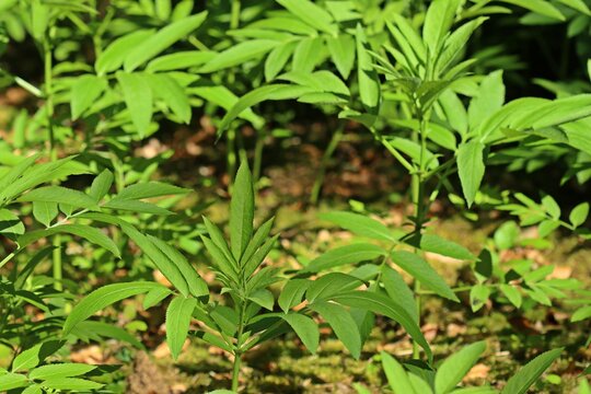  Zwerg-Holunder oder Attich (Sambucus ebulus)