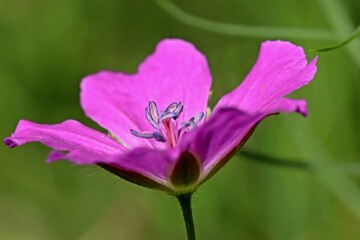 Obraz premium Blutroter Storchschnabel (Geranium sanguineum)