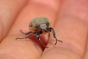 Portrait eines Blatthornkäfers auf der Hand