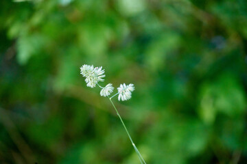 Brin d'herbe balancé par le vent  .