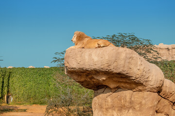 An unusual white lion an old leader covered with scars rests on a high rock and watches the...