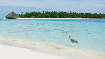 Resort view in maldive's island