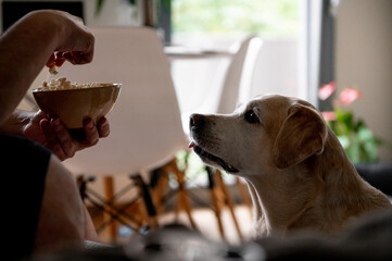 The dog begs for food. Labrador is a glutton. An elderly dog.